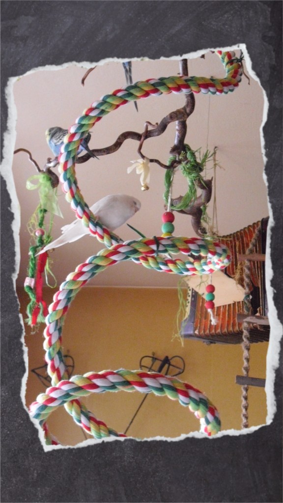 Ältere Wellis nutzen die Baumwollspirale auch