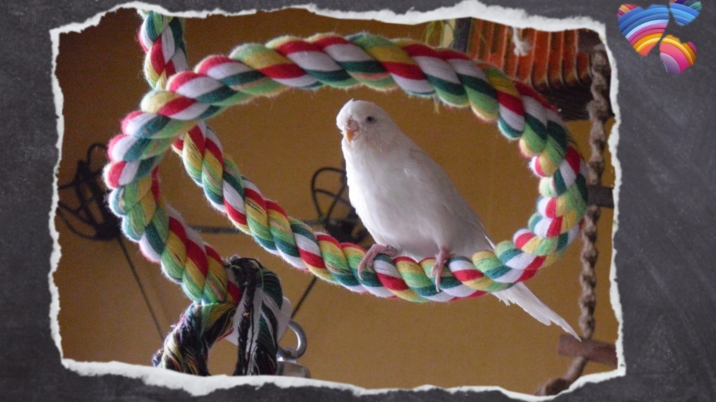 Das dicke Baumwollseil der Spirale schont auch die Wellensittich-Füße