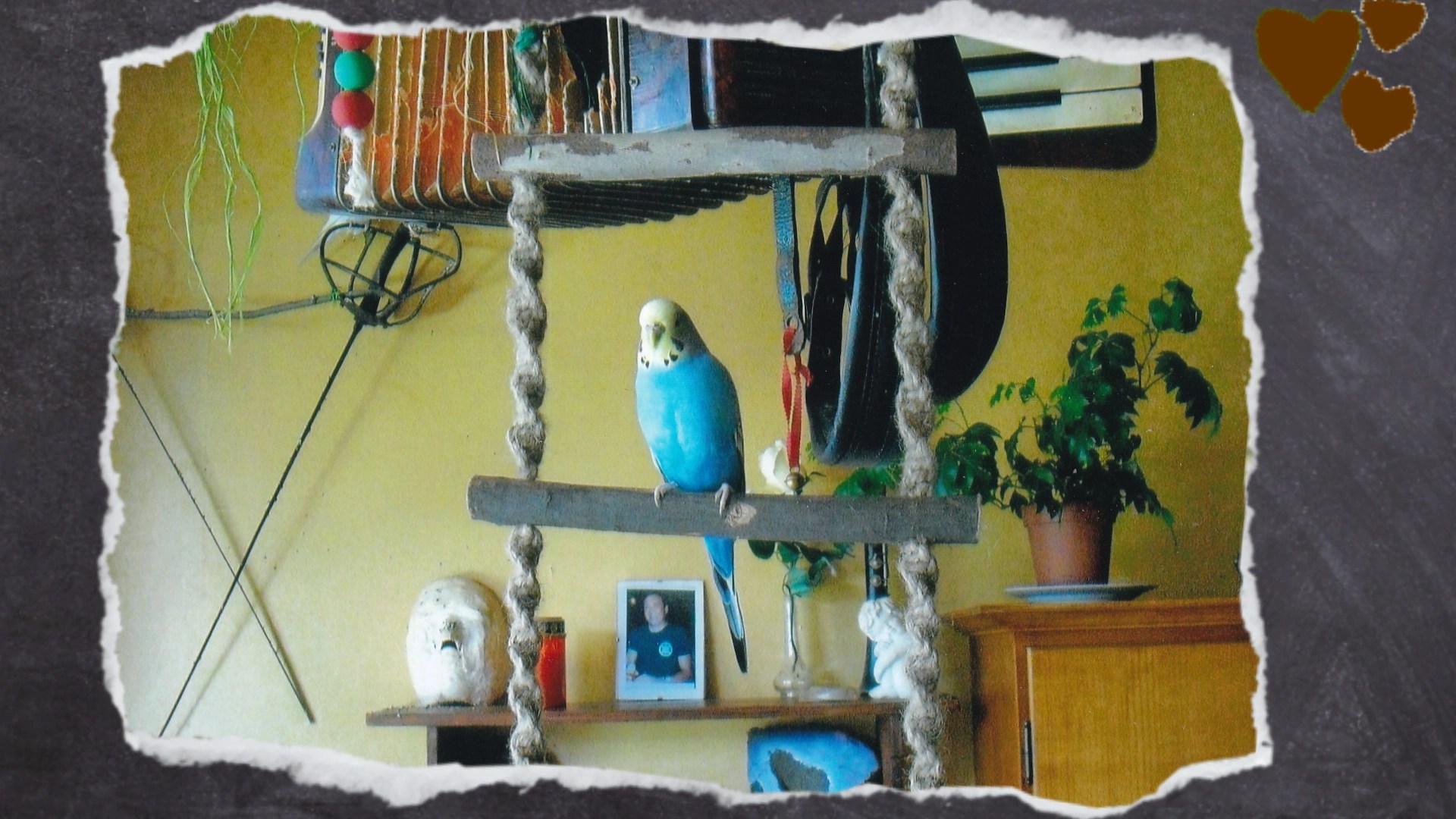 Blaue Wellensittich-Henne sitzt auf der Strickleiter