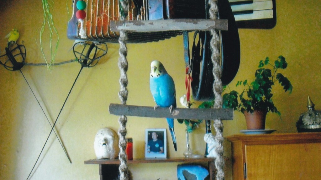 Blaue Wellensittich-Henne sitzt auf der Strickleiter