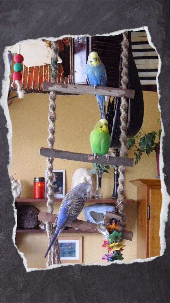 Drei Wellensittiche sitzen auf Strickleiter