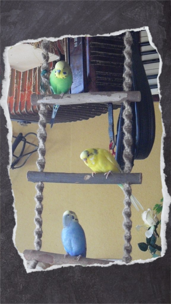 Drei Wellensittiche sitzen auf den Holzstangen der Strickleiter