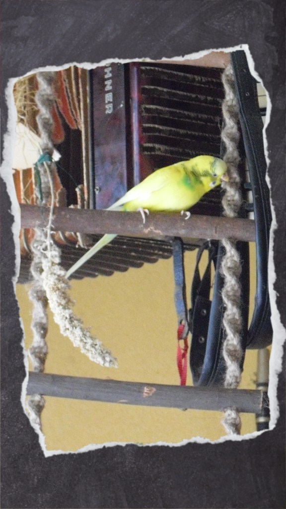 Gelbe Wellihenne knabbert an Seil der Strickleiter