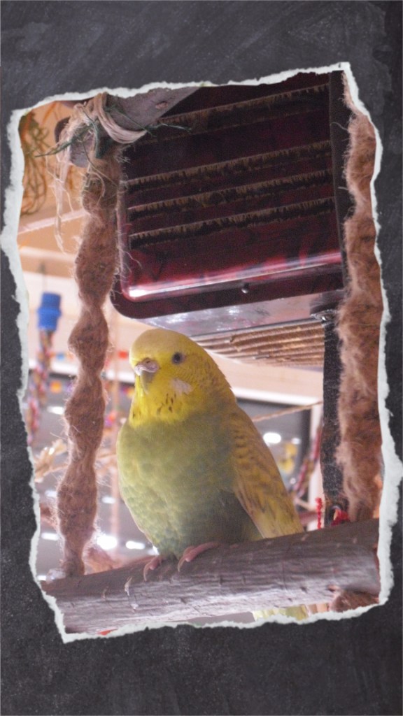 Krümmel sitzt auf dicker Sitzstange der Strickleiter