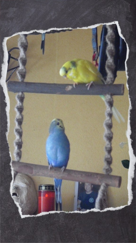 Zwei Wellensittiche streiten auf Strickleiter