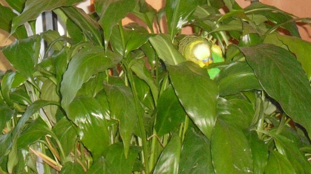 Wellensittich ist in Zimmerpflanze gelandet