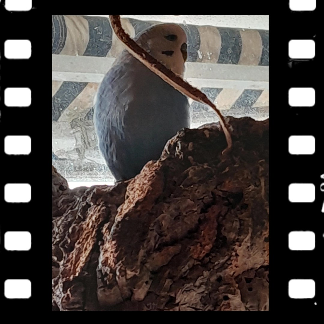 Toffees neuer Lieblingsplatz auf der Korkröhre am Fenster