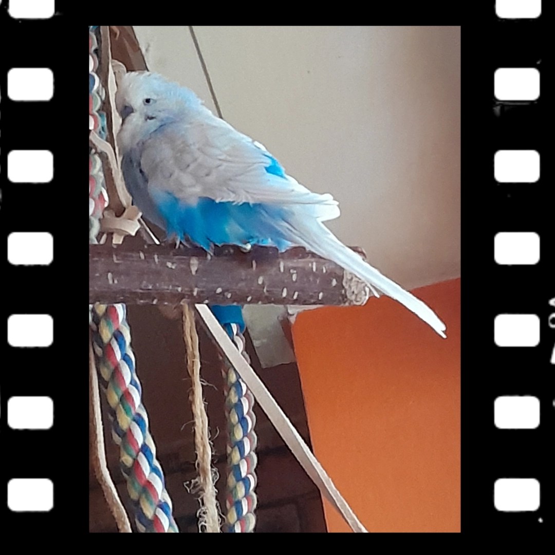 Toffees Gefieder während der Mauser