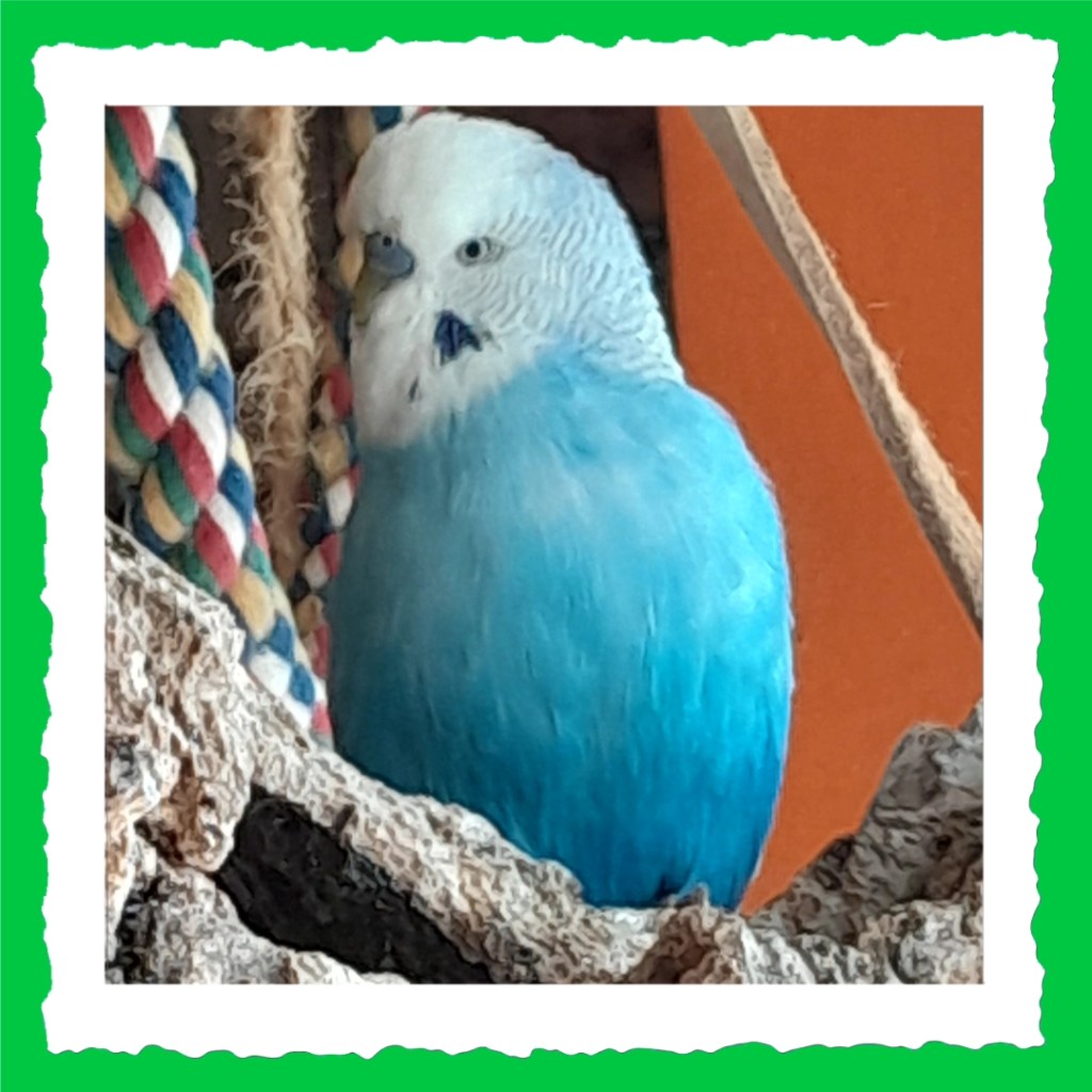 Blauer Wellihahn Toffee