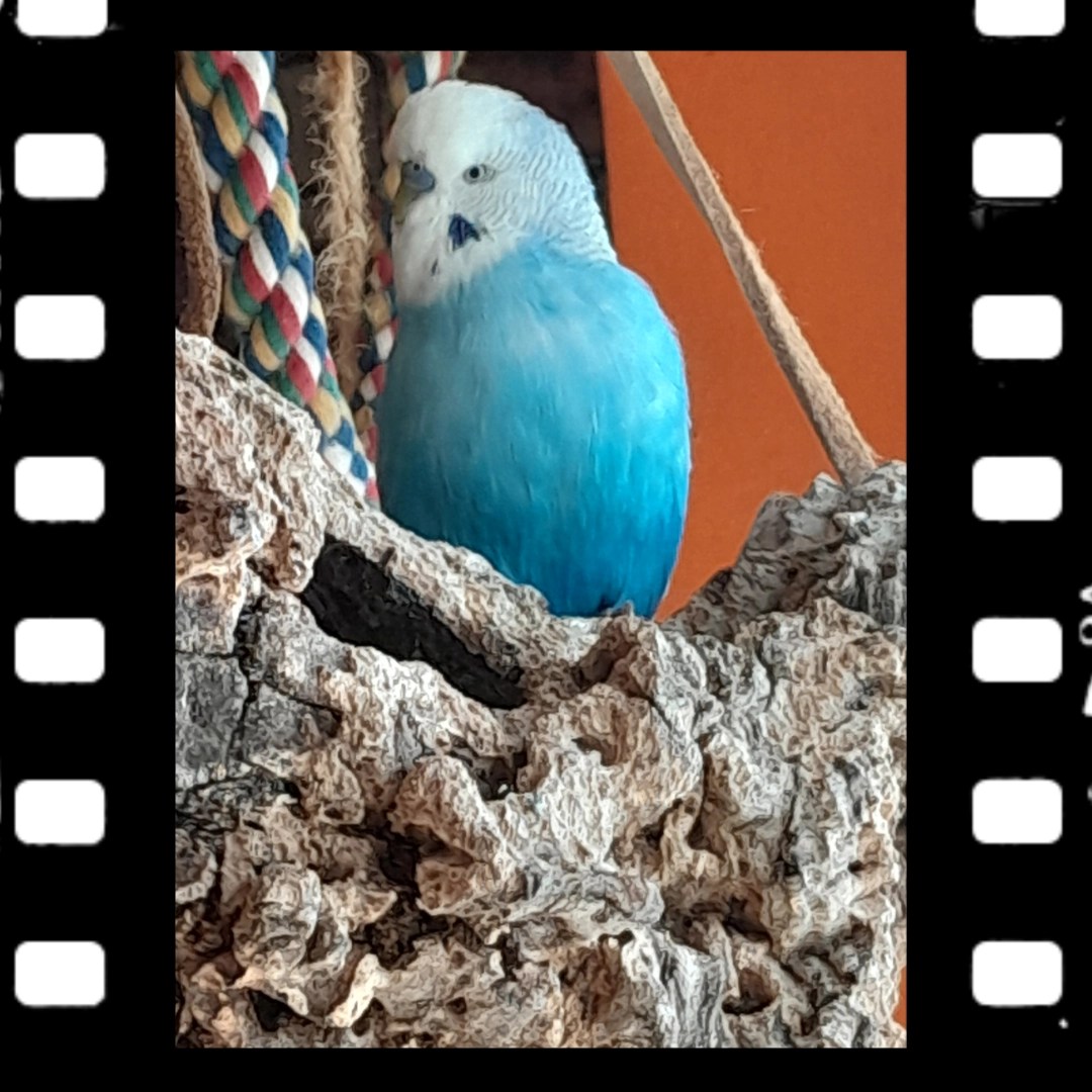 Mein neuer Liebling: Toffeefe