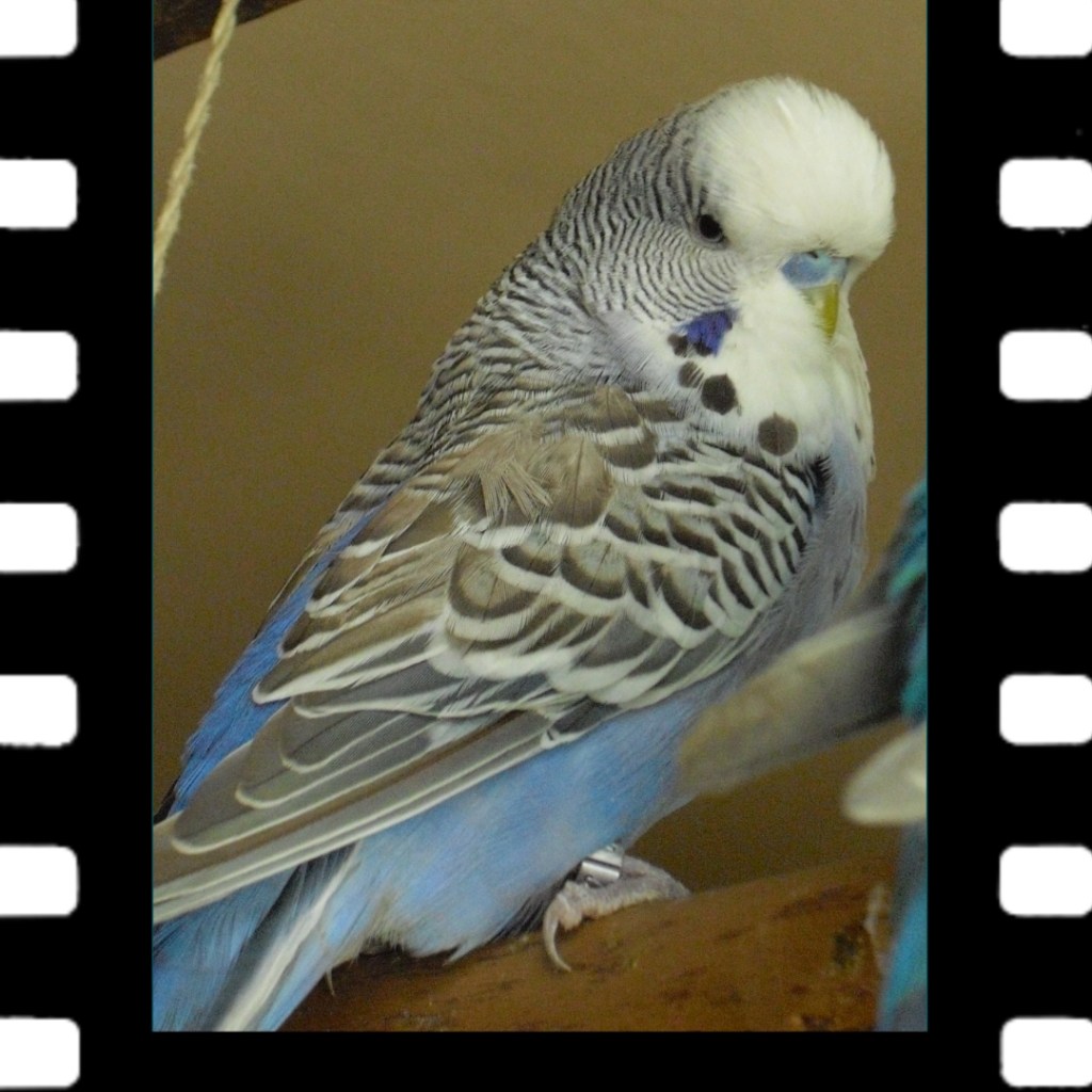 Wellensittich Tommy hatte leider zu hohes Übergewicht.