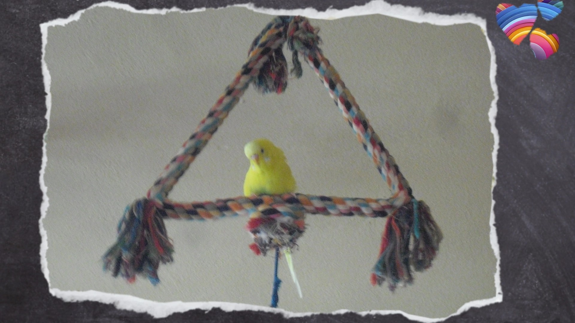 Gelber Wellensittich sitzt auf Baumwollseil in Dreiecksform