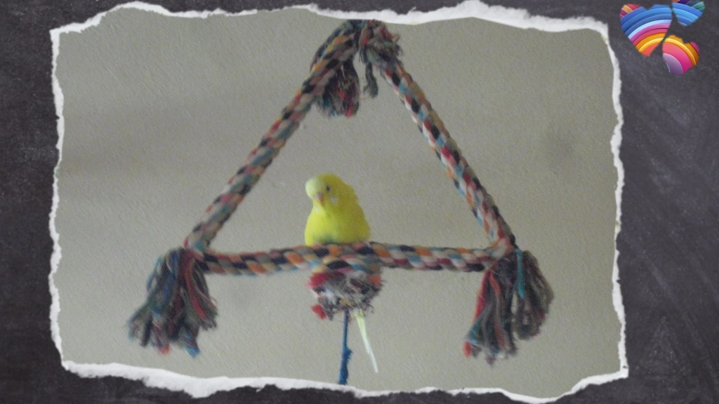 Gelber Wellensittich sitzt auf Baumwollseil in Dreiecksform