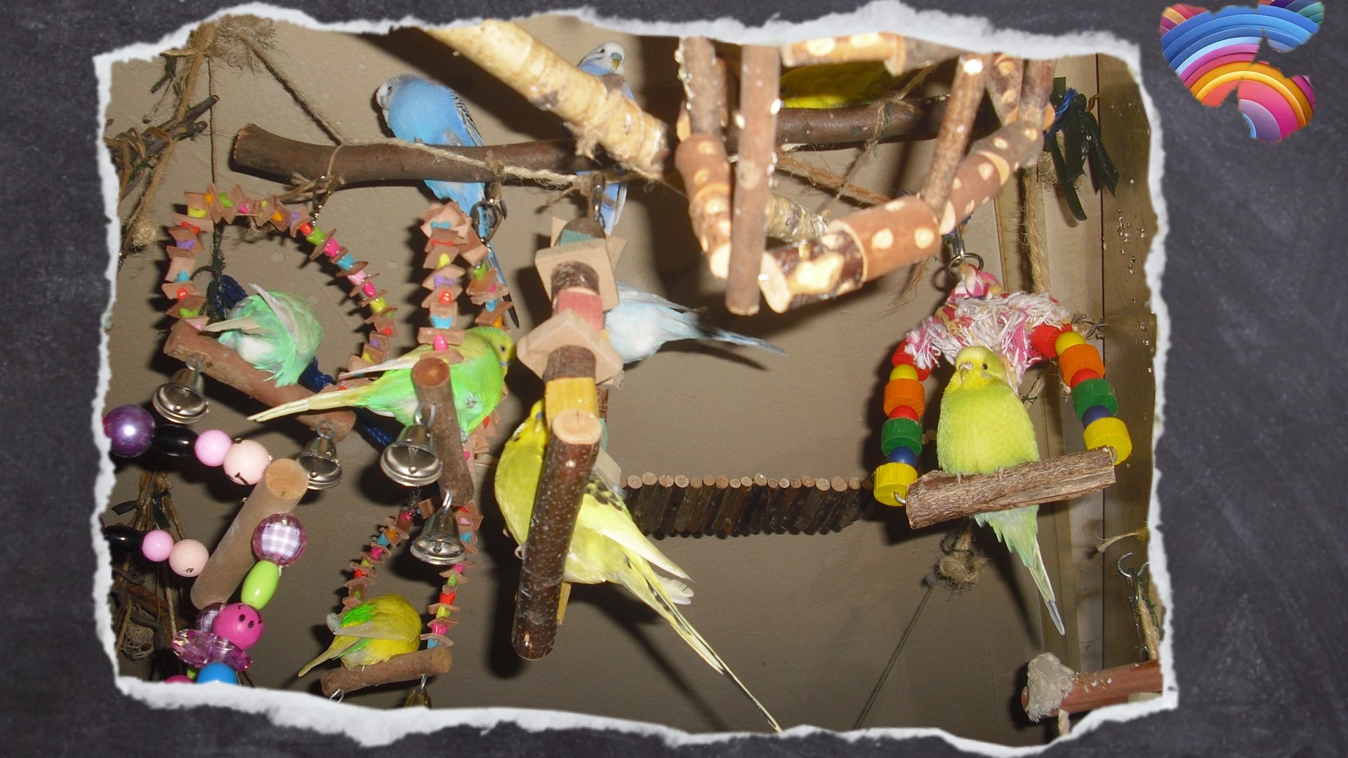 Wellensittiche sitzen in verschiedenen Holzschaukeln