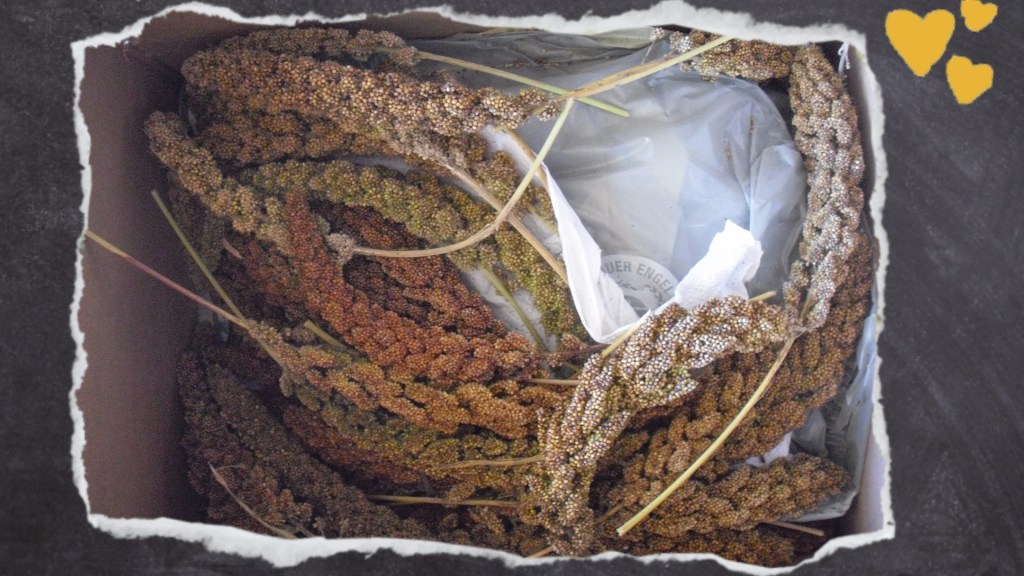 verschiedene Sorten Kolbenhirse: rot & gelb