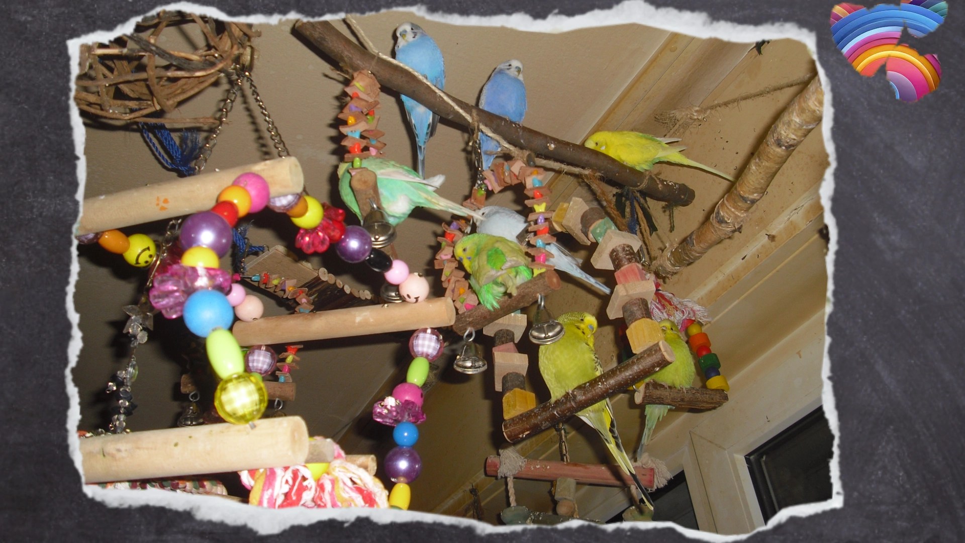 Mein Wellischwarm sitzt in den verschiedenen Holzschaukeln