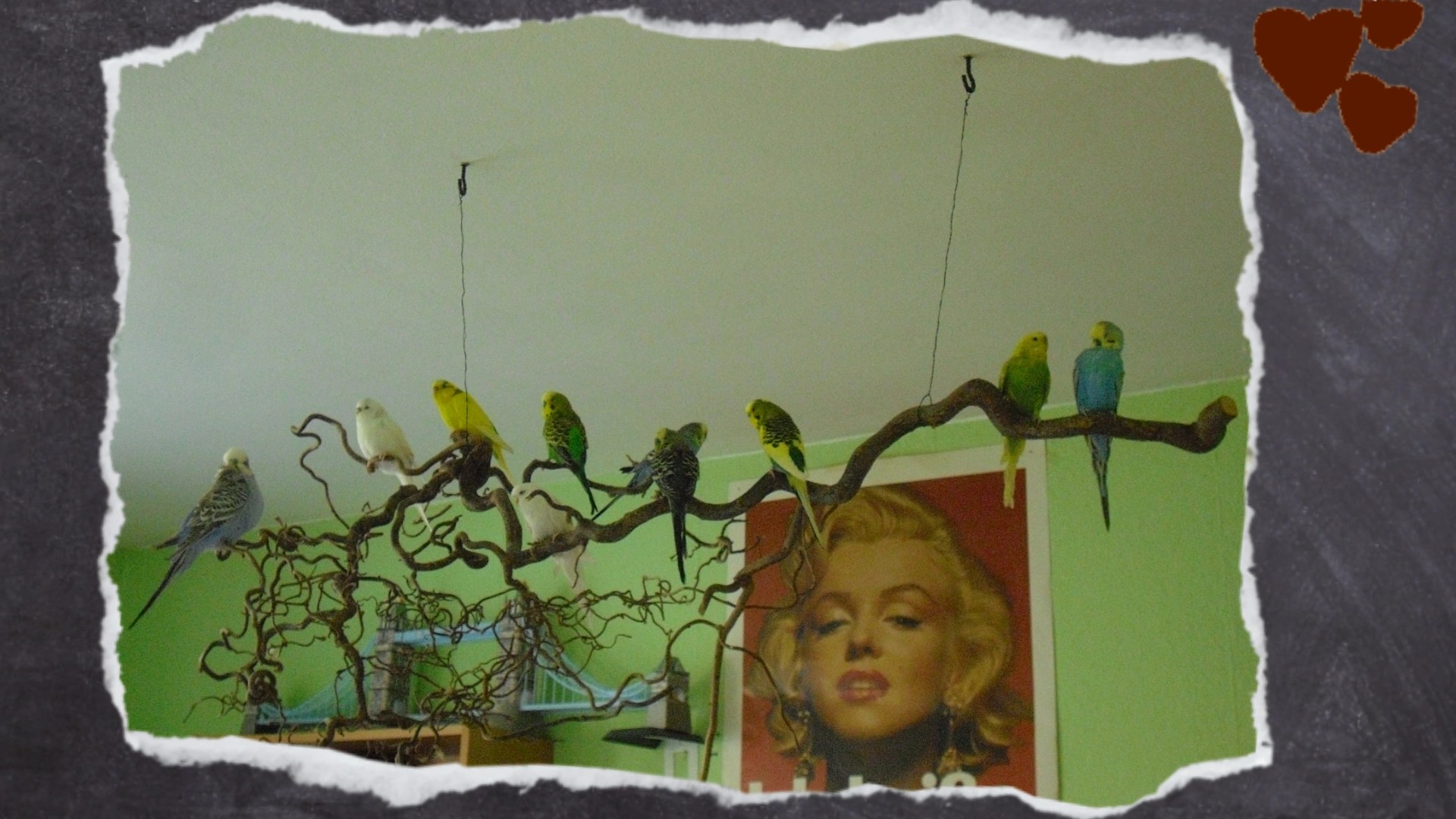 Eine der teuersten Sitzäste: Korkenzieherweide