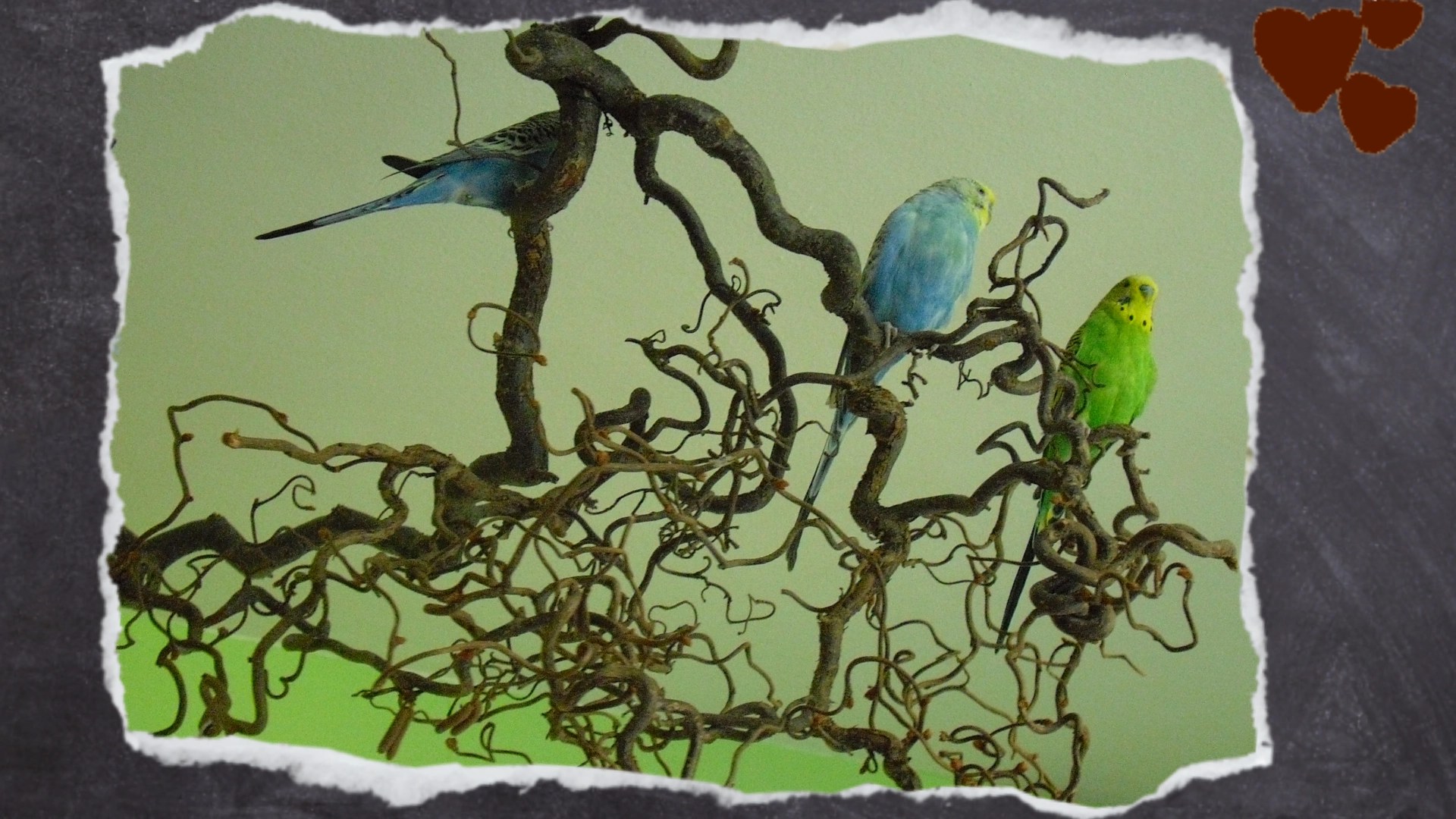 Großer Korkenzieherweidenast