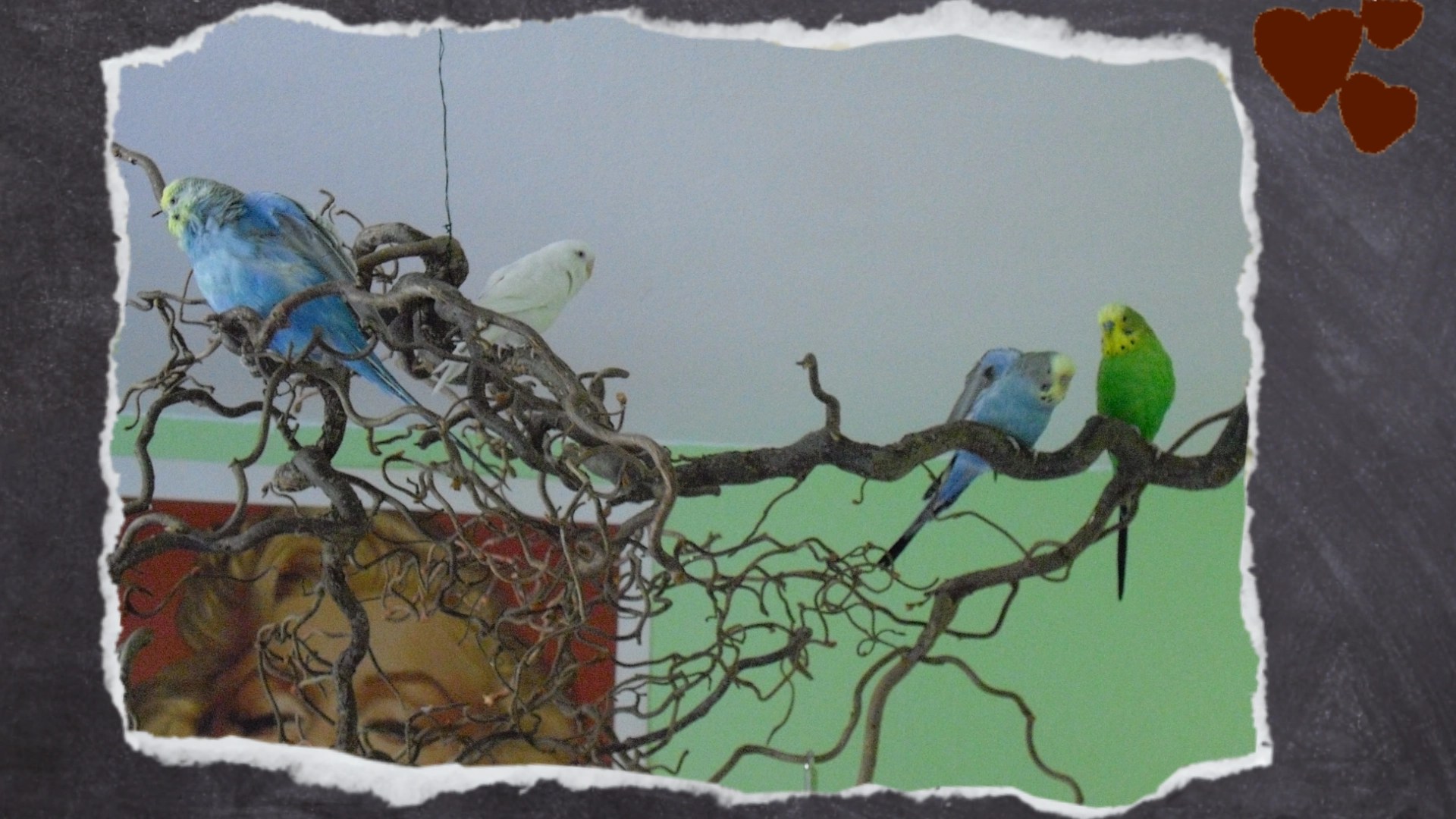 Holzäste aus Korkenzieherweide sind bei Wellis beliebt