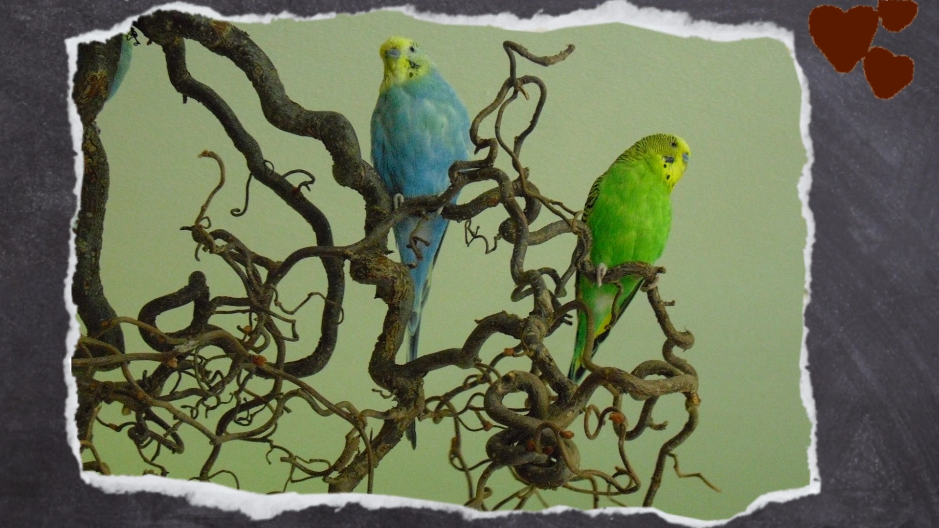 Wellensittiche sitzen auf den dünnen Ästen der Korkenzieherweide