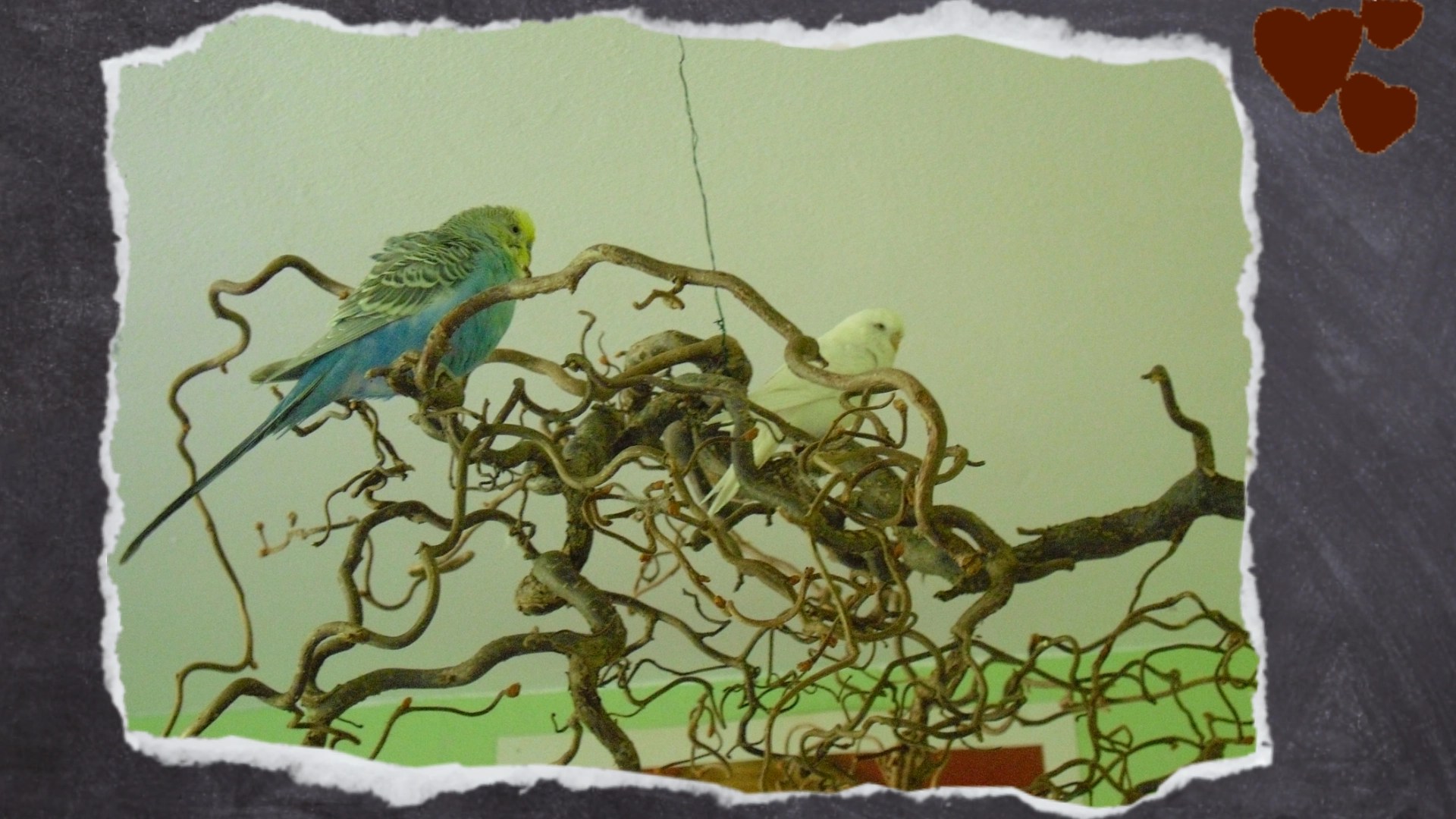 Korkenzieherweide mit feinen Verästelungen