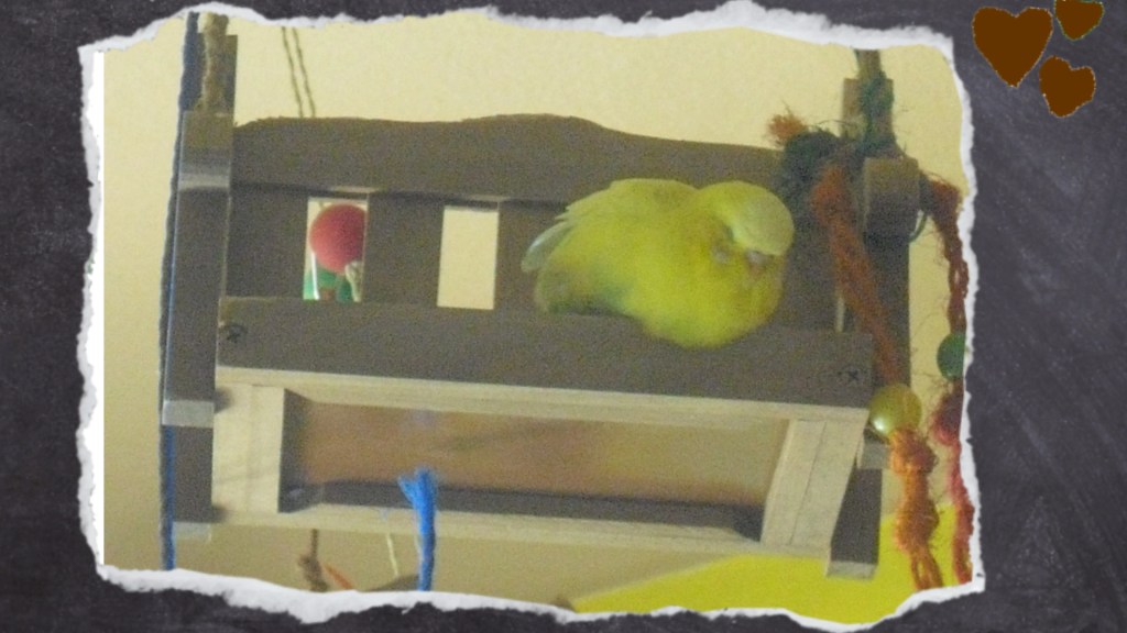 Gelber Wellihahn liegt auf Holzbank