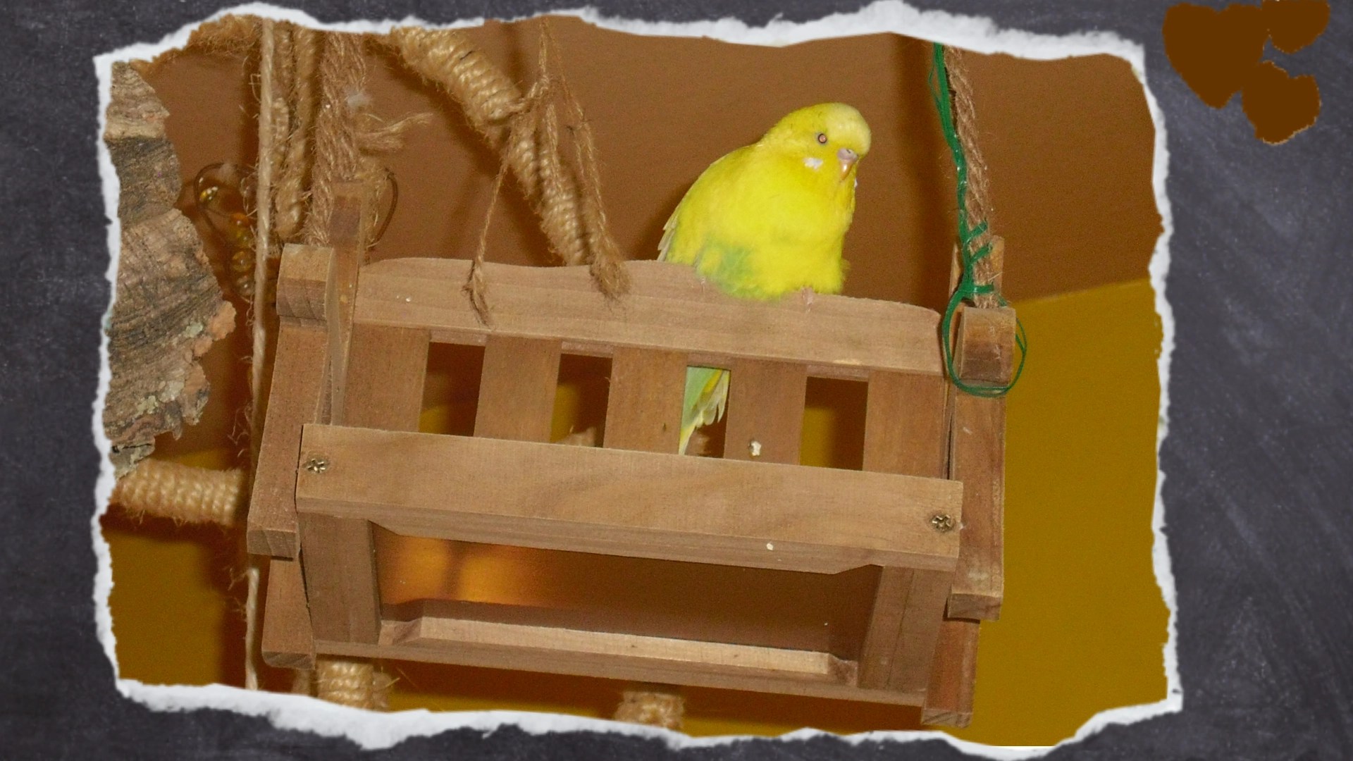 Gelber Wellensittich sitzt auf Lehne der Holzbank