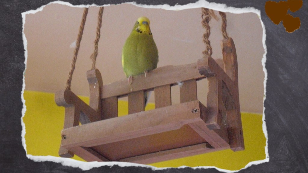 Grüner Wellensittich sitzt auf Rückenlehne der Vogelbank