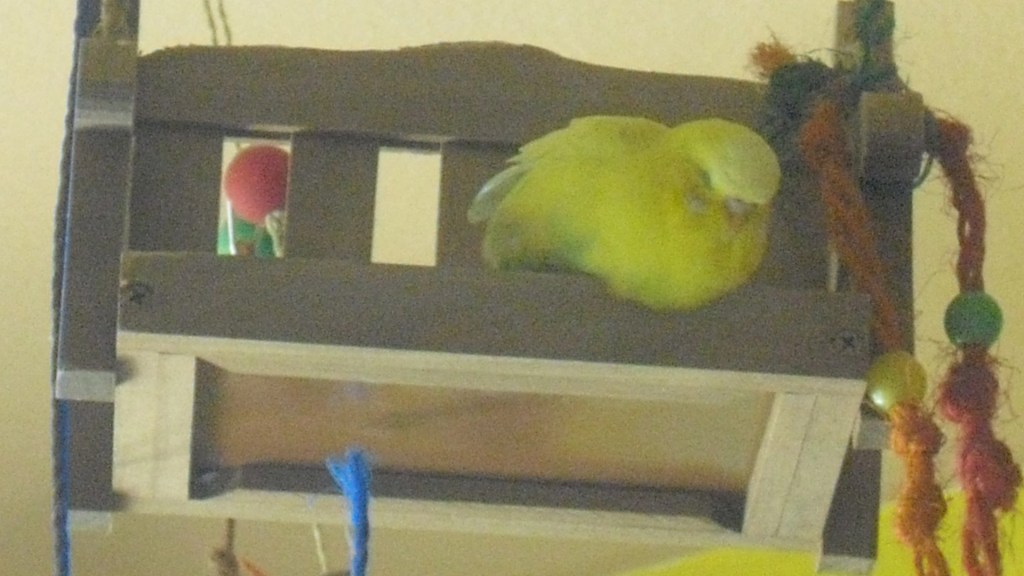 Gelber Wellihahn liegt auf Holzbank