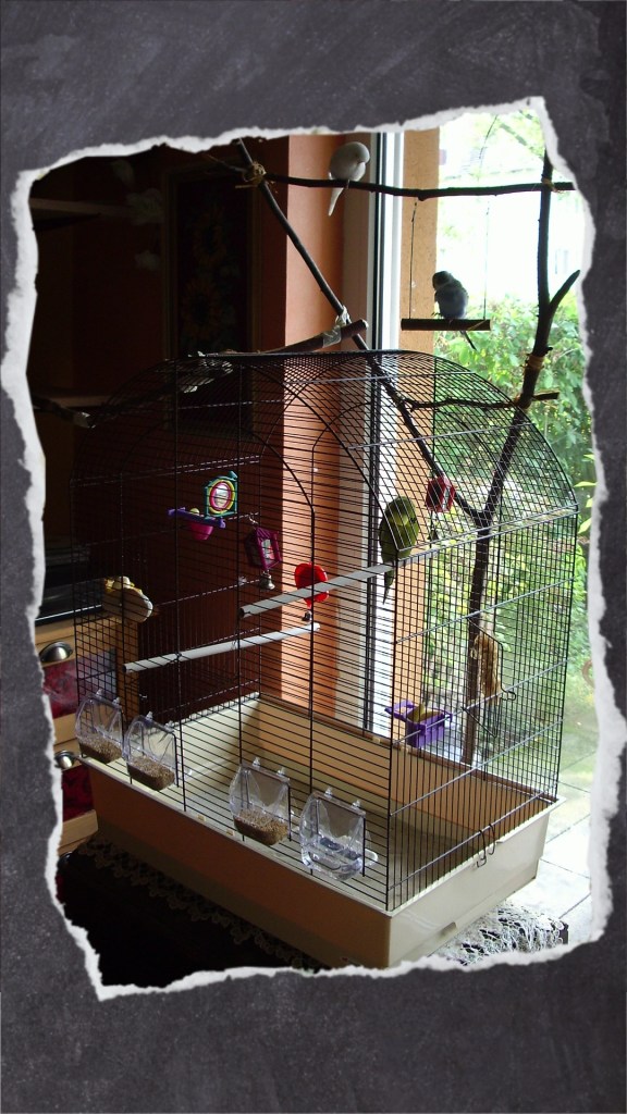 Kleiner Vogelkäfig für ein Wellensittich-Paar