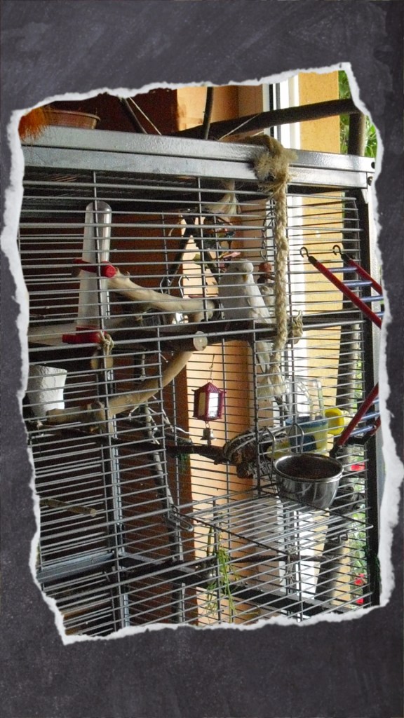 Hohe Voliere mit Naturästen und flachem Dach