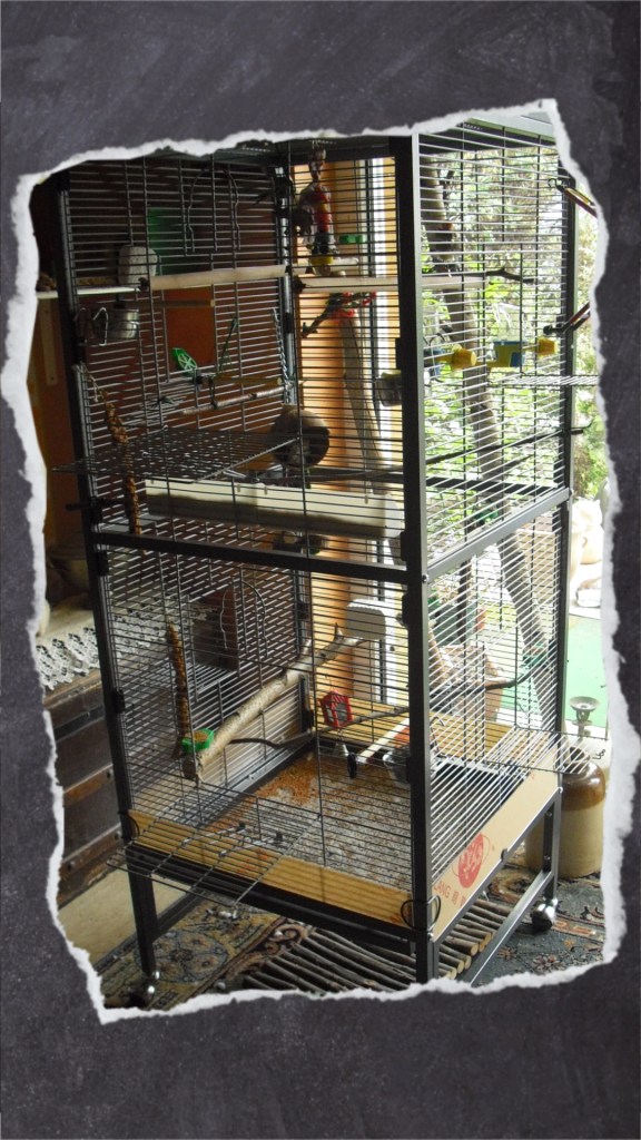 Vorteil dieser hohen Voliere: die großen Anflugklappen