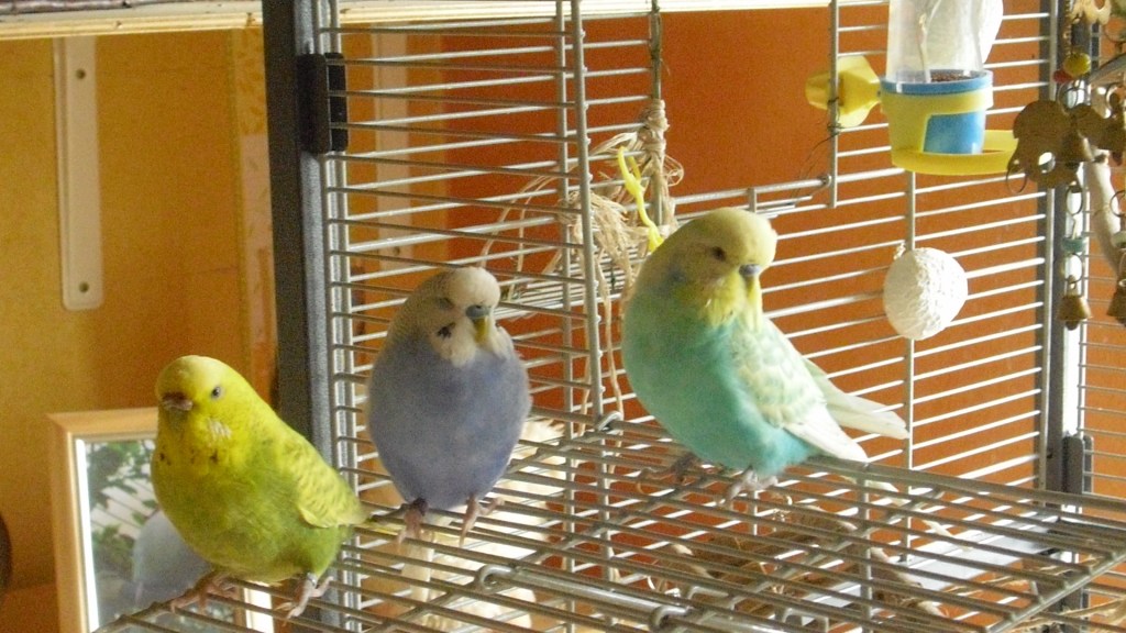 Drei Wellensittiche auf Anflugklappe der Voliere