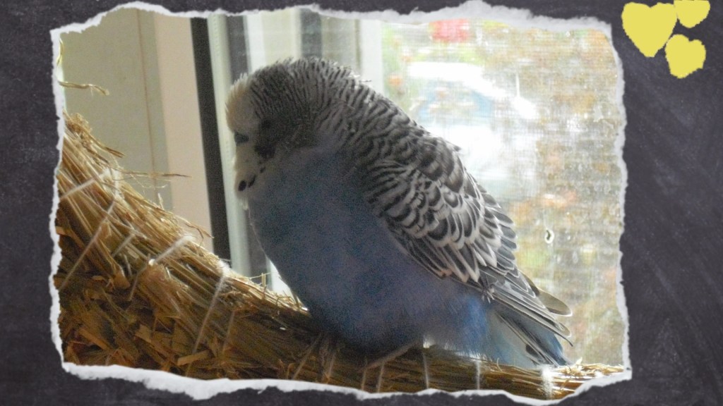 Heuringe sind weich und eine Wohltat für Wellensittich-Füße