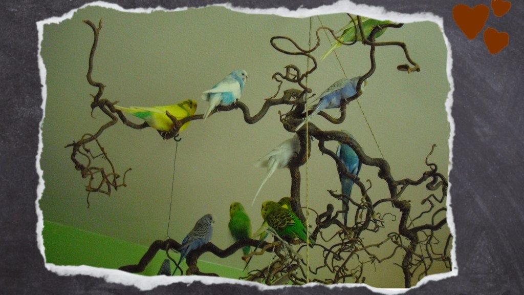 Schwarmvögel sitzen auf Korkenzieher-Weidenast