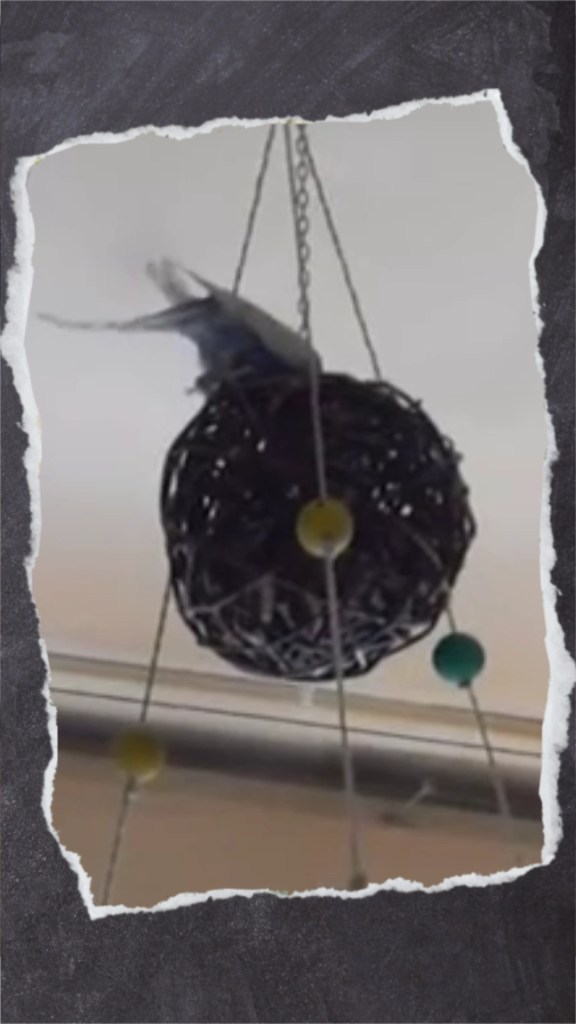 Wellensittich spielt mit großem Weidenball