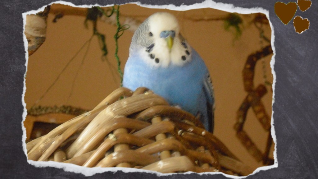 Blauer Wellihahn sitzt auf Weidenkorb