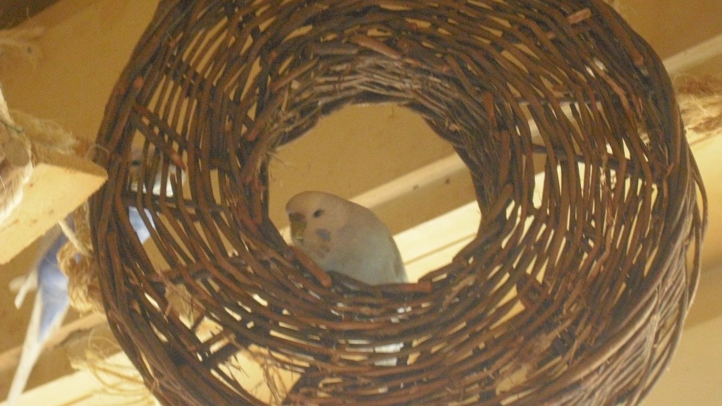 Nahaufnahme Wellensittich-Henne knabbert an Holz