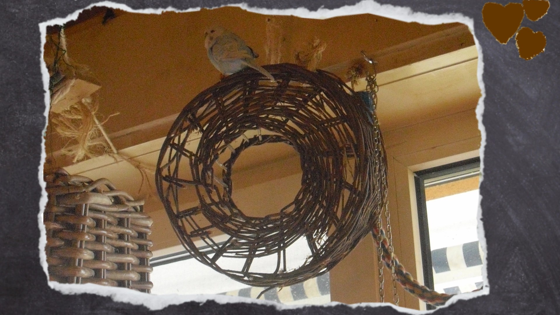 Irgendwann sind selbst Weidenringe zerstört