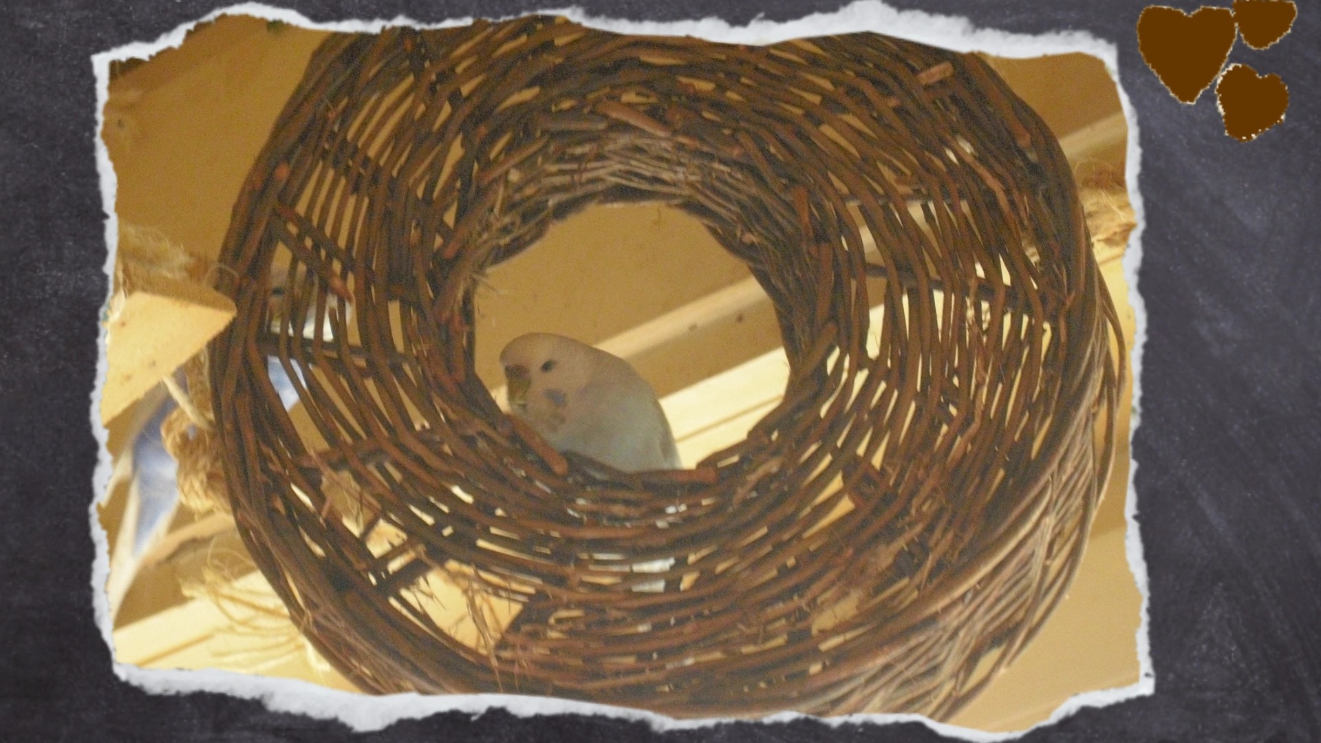 Nahaufnahme blaue Wellihenne knabbert an Weidenring