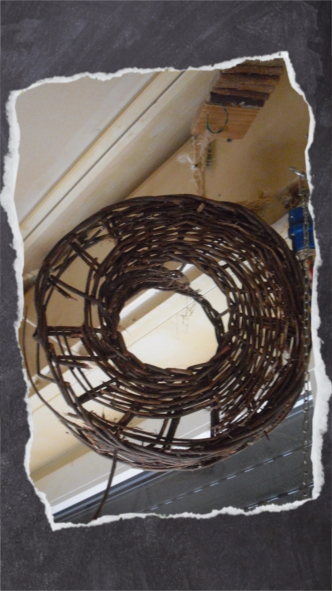 Weidenholz hält Wellensittich-Hennen nicht ewig stand