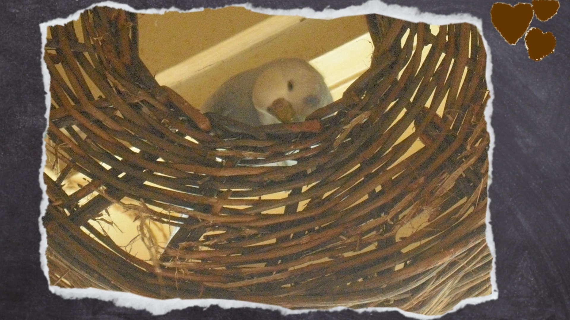 Nahaufnahme Wellensittich-Henne knabbert an Holz