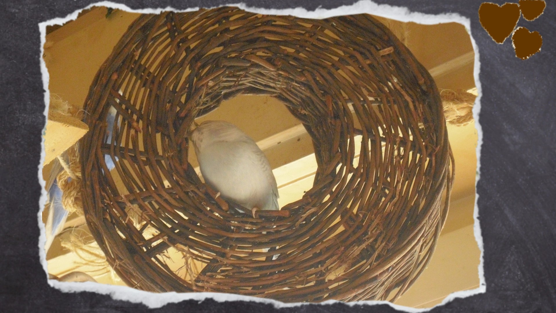 Weidenholzring als Schredderspielzeug für Wellensittiche