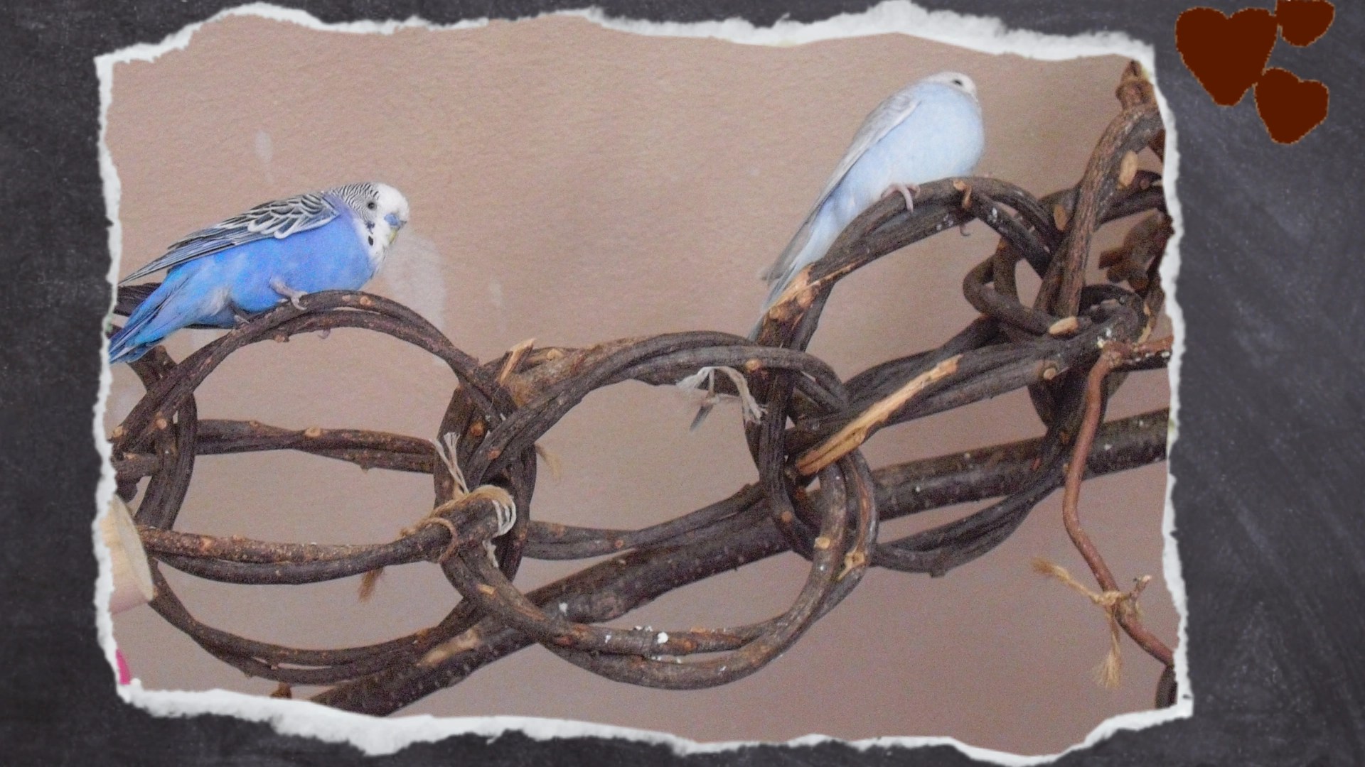 Zwei Wellensittiche sitzen auf Kettenringen aus Weidenholz