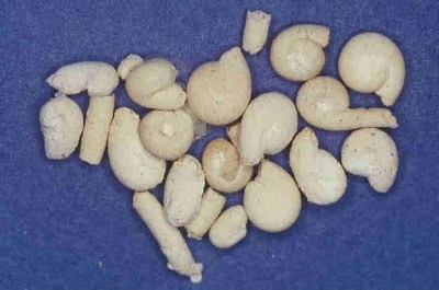 Harter weißer Vogelkot zeigt Probleme mit der Bauchspeicheldrüse an