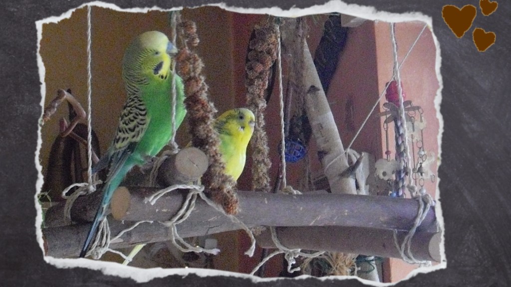 Mit Kolbenhirse auf das neue Holzgerüst gelockt