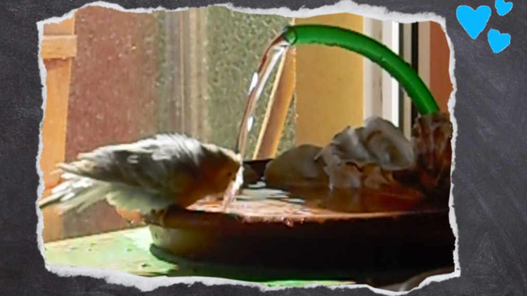 Wellensittiche trinken auch gerne aus der Schale mit der Aquariumspumpe