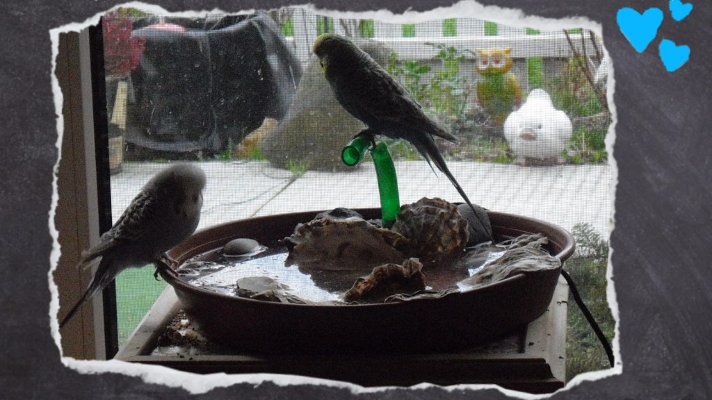 Zwei Wellensittiche sitzen auf Wellidusche