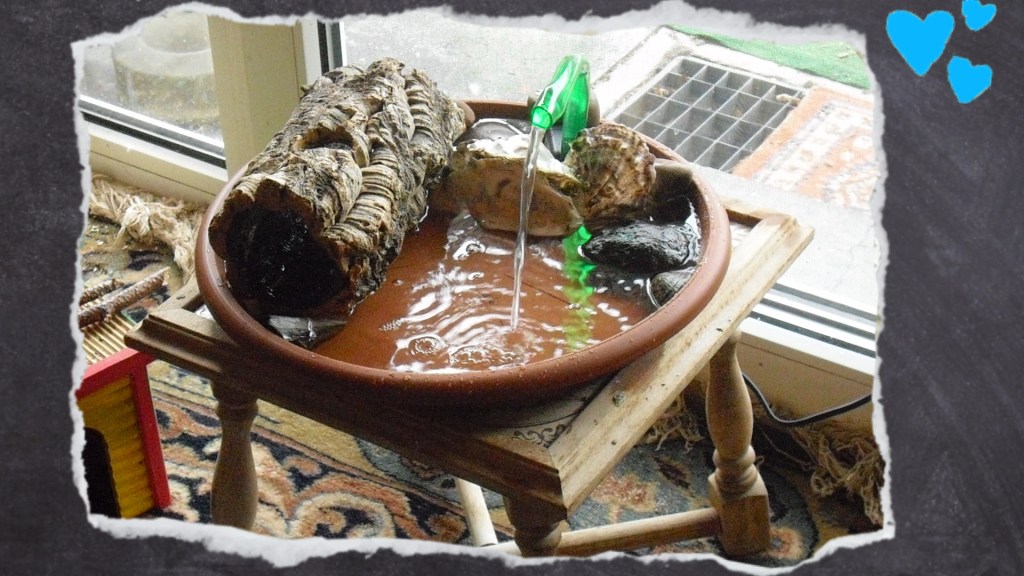 Vogelbad mit Aquariumspumpe Korkröhre und Muscheln