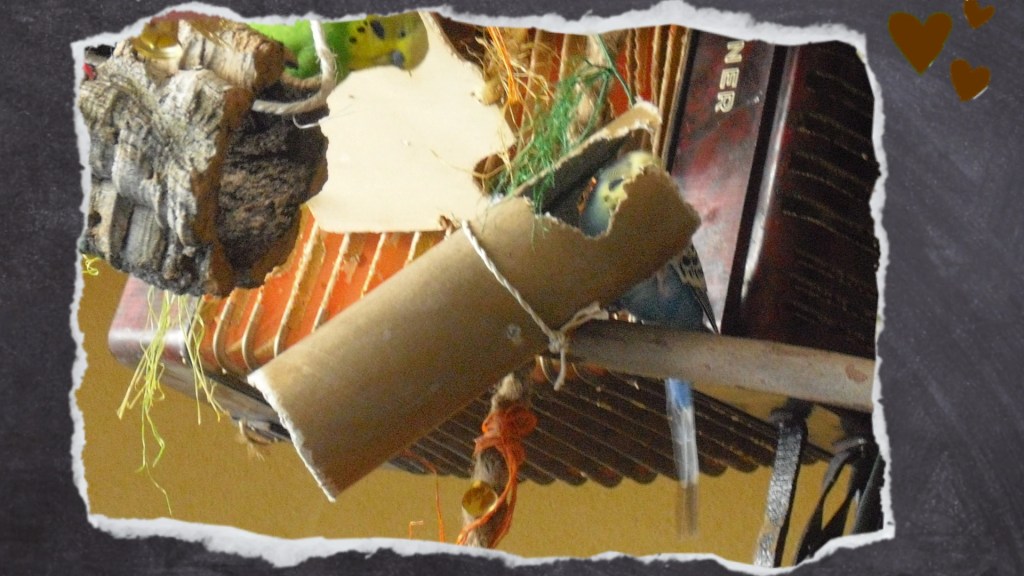 Wellensittich spielt mit Flachen-Verpackung aus Pappe